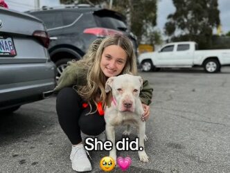 The Dog Who Waited—and the Stranger Who Changed Everything