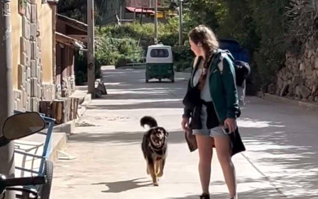 The Dog Who Sat in the Rain and Waited for Love
