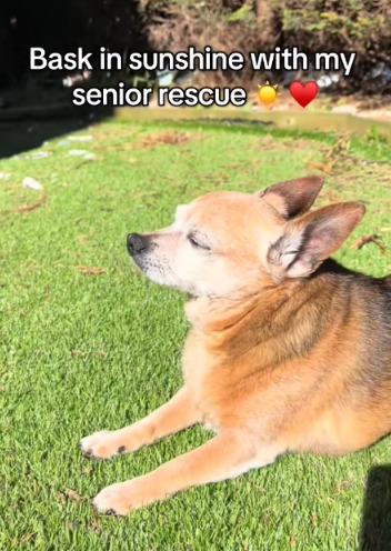 Golden Years, Green Trails: How One Senior Dog Found His Purpose in Nature