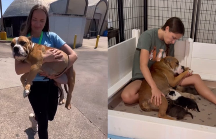 Siggi the Mama Dog: A Heartwarming Tale of Second Chances
