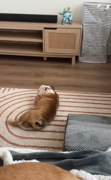 Truffle the Bulldog and the Greatest Slide of All Time