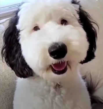 Meet Bayley: The Real-Life Snoopy Taking the Internet by Storm