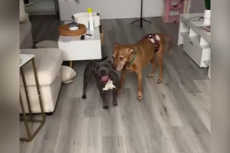 The Unexpected Companion: How a Routine Dog Walk Turned Into a Rescue Mission