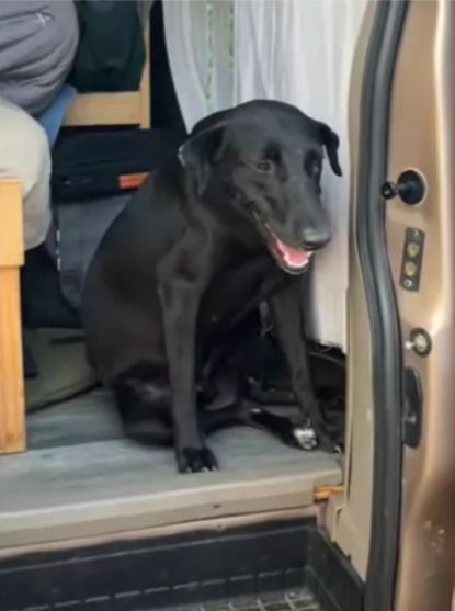 From Stray to Soulmate: How a Road Trip Turned into a Rescue Mission