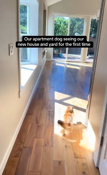 New Home, New Swagger: Dachshund Duo’s Adorable Transformation Goes Viral