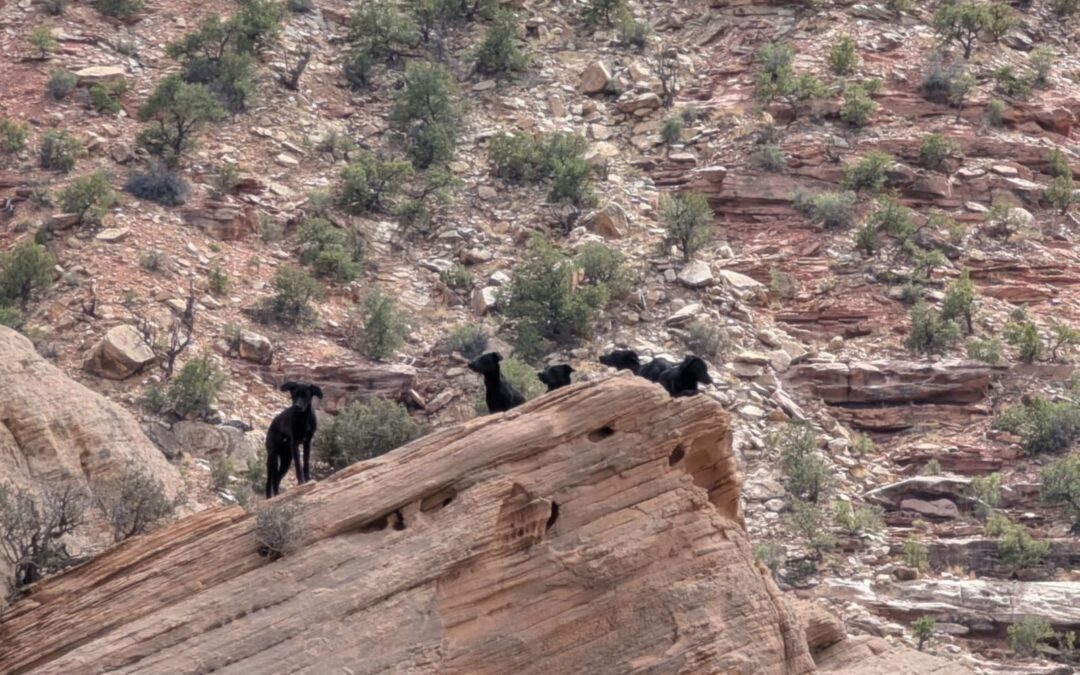 Deserted in the Desert: The San Rafael Swell Dog Rescue Mission
