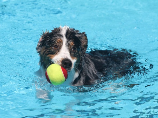 The Truth About Dogs and Swimming: What Every Owner Must Know