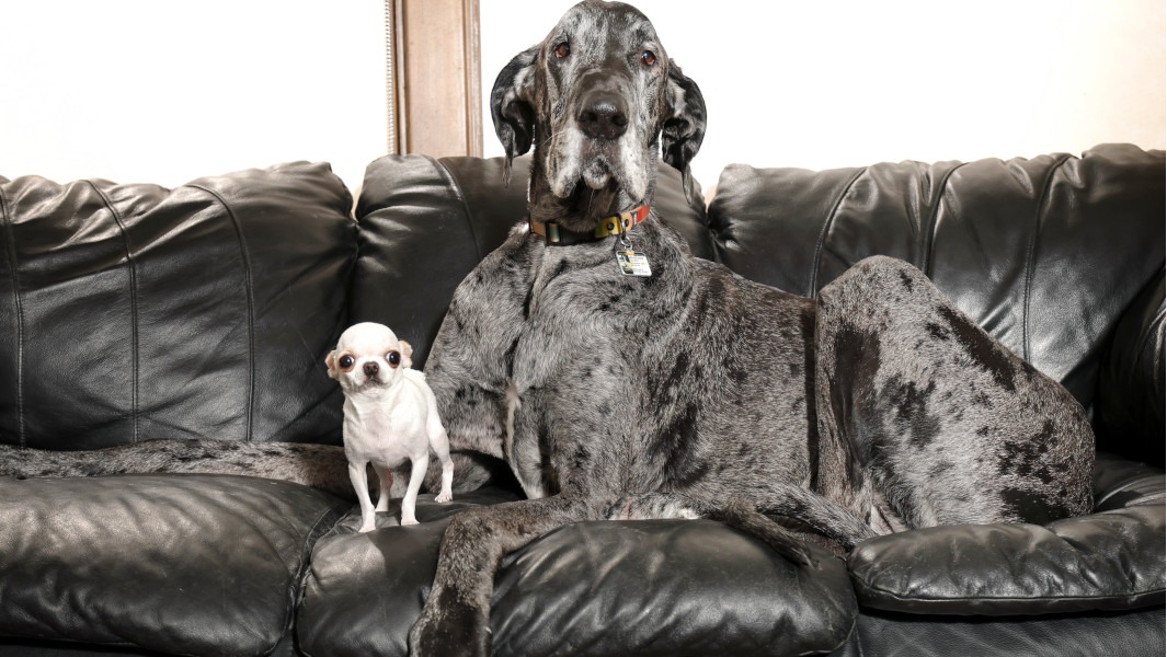 When a Chihuahua Met a Great Dane: The Most Adorable Mismatch in History