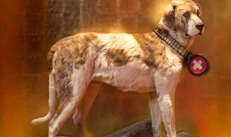 Barry the Rescue Dog: The 19th-Century Hero Who Saved 40 Lives in the Alps