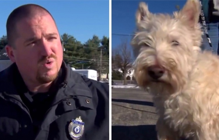 The Tiny Terrier Who Outsmarted Us All