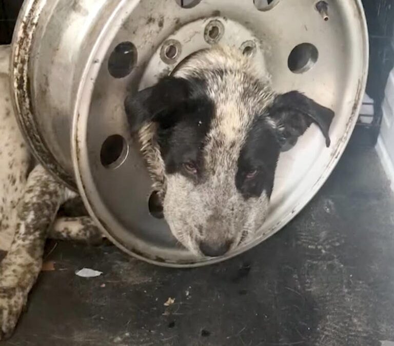The Dog in the Tire: A Story of Despair and Rescue