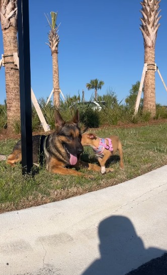 Pip’s Pick: When a Foster Pup Chooses Fur Over Father