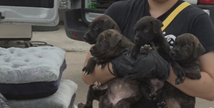 The Unseen Heroes: How Your Support Is Fueling Epic Journeys To Forever Homes!