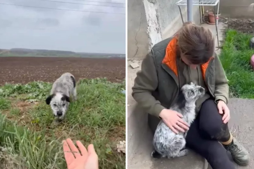 The Single Act Of Kindness That Transformed A Tormented Dog’s Life Forever!