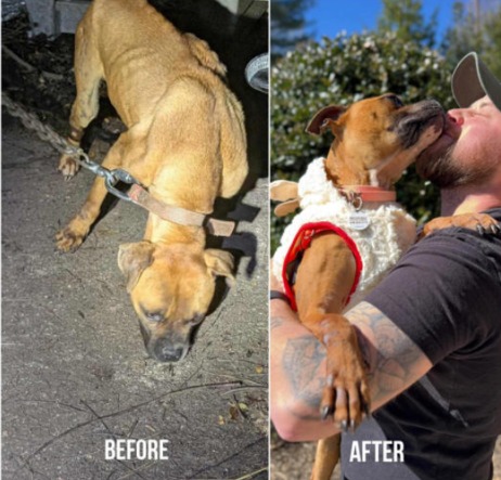 Her World Was A 6-Foot Chain! See The SHOCKING Transformation Of A Starved Dog Left To Die!