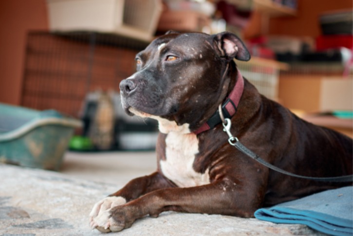 He Wasn’t Abandoned, He Was LOVED! The Shocking Reason This Dog Was Left In A Park!