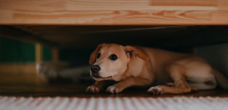 The Simple System To Calm Your Anxious Dog… Even If You Think Nothing Else Works!