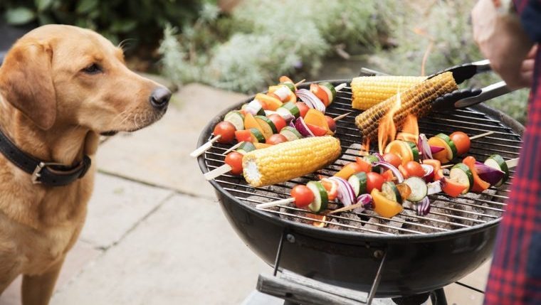 The Backyard BBQ That Could Send Your Dog to the ER (And How to Make It the Best Day Ever Instead)