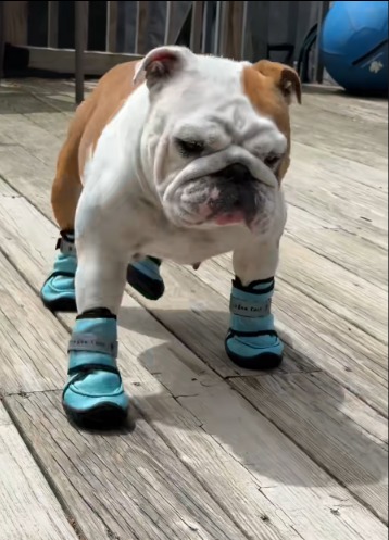 Watch This Puppy’s Viral Struggle (And Get Your Own “Aha!” Moment)