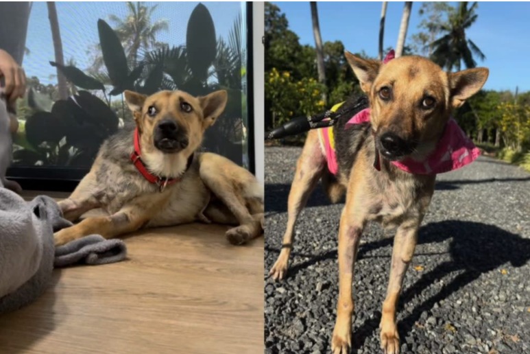 The Unbreakable Bond: How A Rescuer’s Deep Love Healed A Severely Abused Dog’s Heart