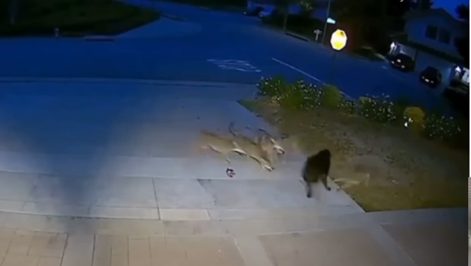 5 Coyotes vs. 1 Dog: You Won’t BELIEVE Who Won This Brutal Backyard Battle!