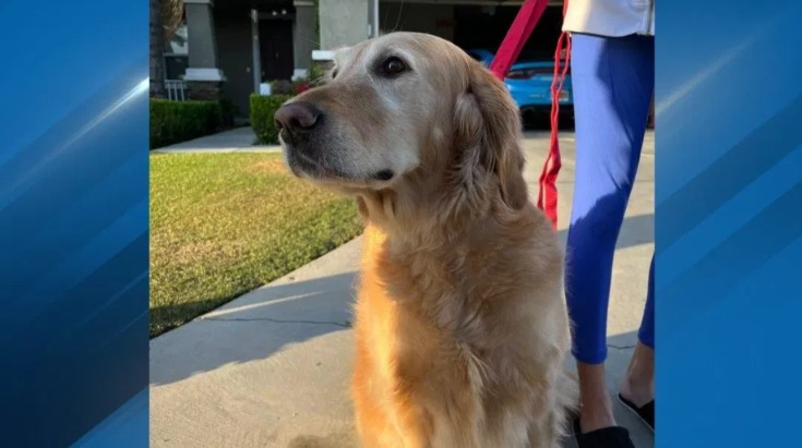 Early Morning Blaze, A Hero Unleashed: How One Dog Saved Her Entire Family From Fiery Devastation