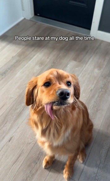 Why People Stare at This Dog… and Why Her Owner Doesn’t Give a Damn