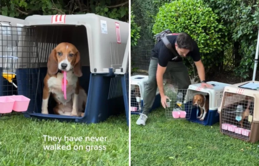 First Blades of Freedom: The Emotional Rescue of Dogs from Testing Labs