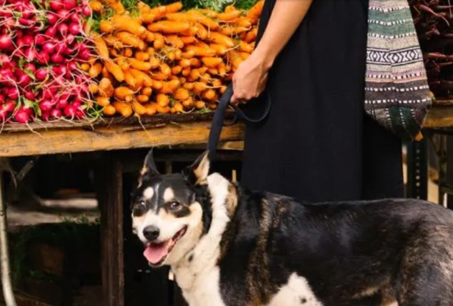 Want Farmers Market Fun With Your Dog? Here’s The SECRET To Avoiding Disaster (And Getting Invited Back!)