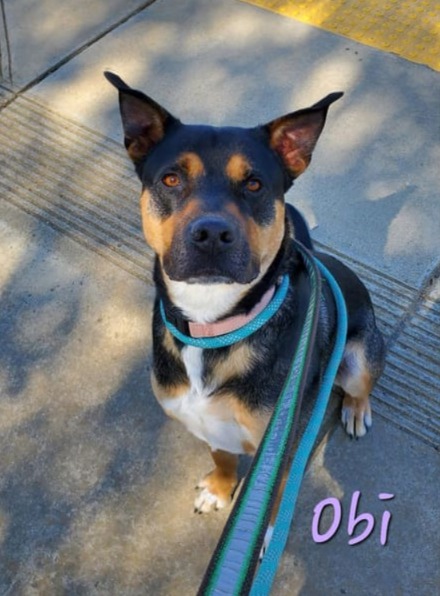 Meet Obi: The 56-Pound Love Bug Waiting to Steal Your Heart