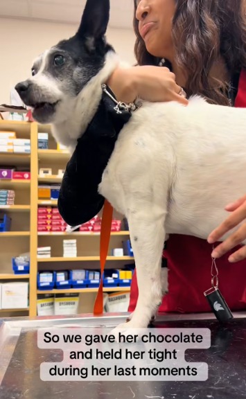 Chocolate & Hugs: The Sweetest Goodbye A Dog Could Ever Ask For (Prepare For Tears Of Joy)