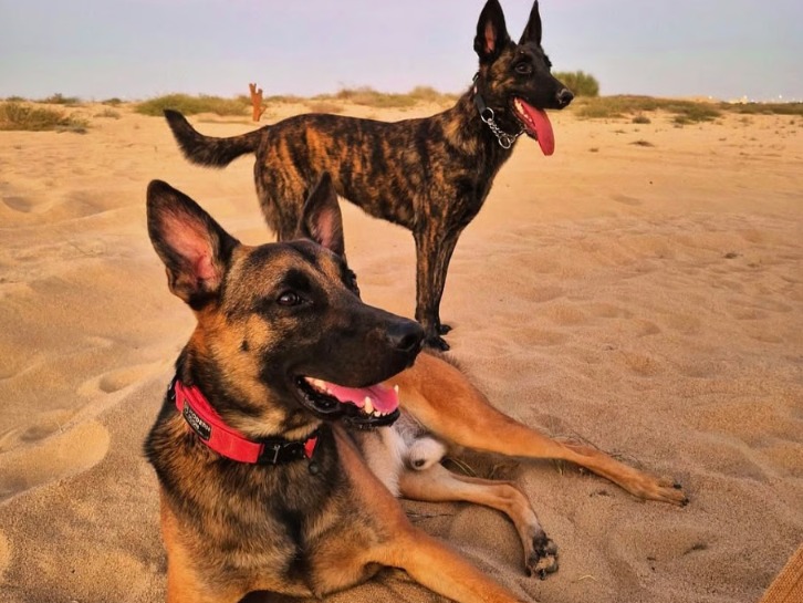 Warning: Adopting a Dog Might Just Blow Up Your Life (In the Best Way Possible)