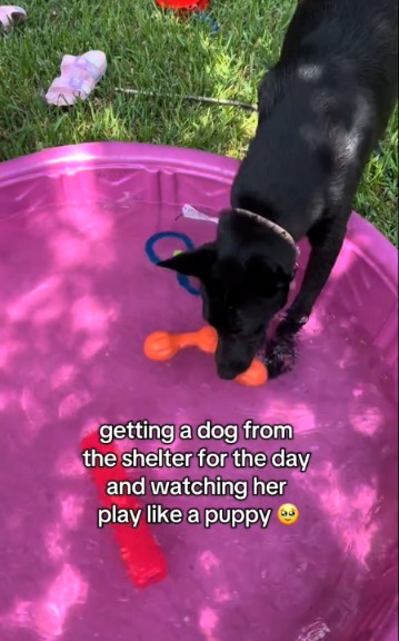 From Shelter to Sweetheart: Zula’s Day of Puppy Play!