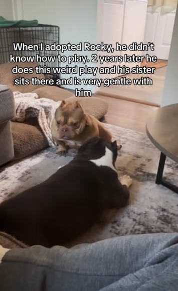 This Rescue Dog’s First “Play” Will Break Your Heart (and Then Put It Back Together Again)