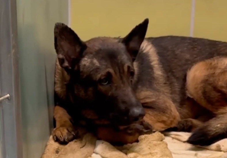The Dog Who Couldn’t Walk—Until He Saw His Friends Again