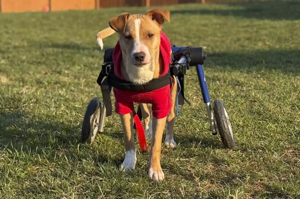 He Survived A Christmas Cruelty: Meet Scooter, The 6-Month-Old Hero Who Just Needs YOUR Love.