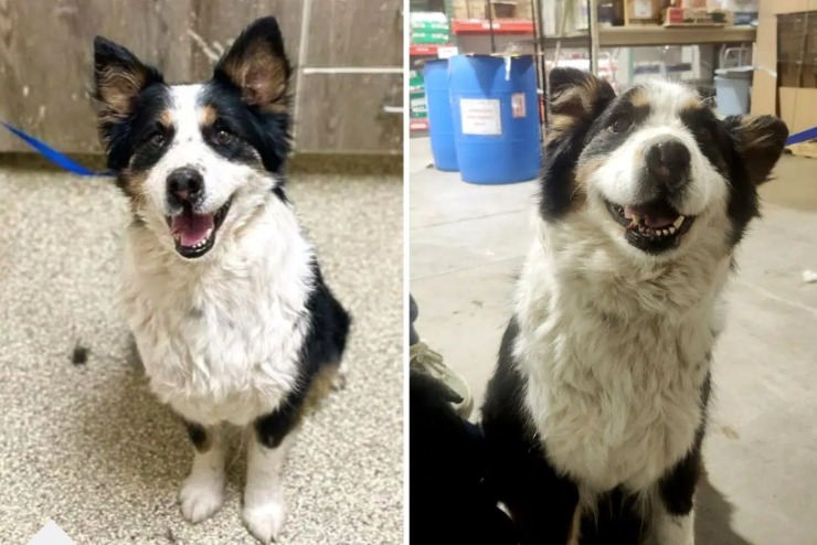 Lost and Found: How a Teacher’s Kindness Gave a Senior Dog a Second Chance