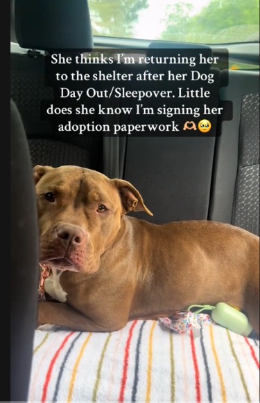 You Won’t Believe What This Dog Did When She Thought Her Perfect Day Was Over (Her Reaction Is Pure Gold!)