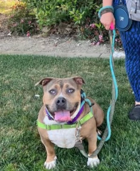 Play Hard, Chill Harder: Meet Sietha, The Perfect Pit Bull You’ve Been Waiting For!