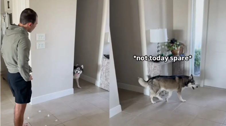 Guilty? Or Just Genius? See The Viral Video Of A Dog Who Slammed The Door On His Problems!