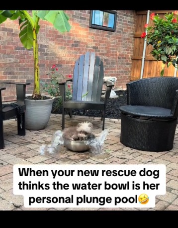 WARNING: This Tiny Rescue Dog’s Pool Party Will Make You LAUGH Out Loud!