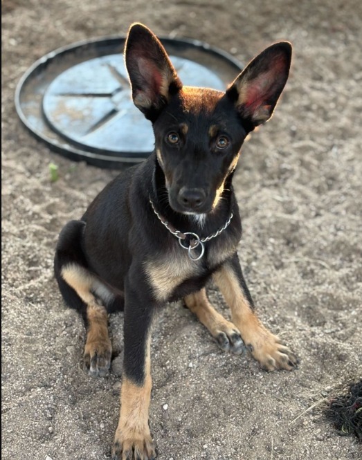 A Second Chance: Meet Alfred, The Pup Whose Life Was Changed By You!