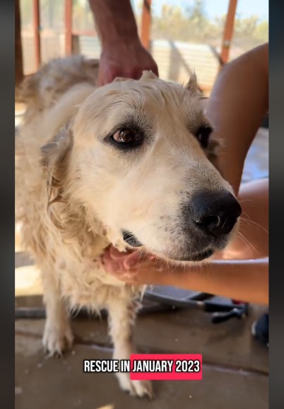 Years of Service, Now Pure Bliss: Meet Ama, The Great Pyrenees Living Her Best Retirement Life!