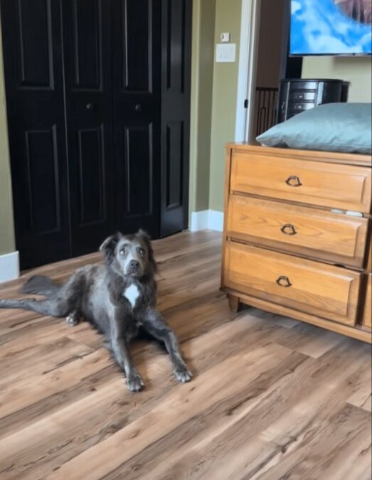 “Change The Channel!”: Watch the Viral Moment This Pup Reacted to Baby Cries!