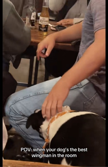 Forget Apps, Get a Dog! Meet George, the Pup Who’s a Master at Finding Love!