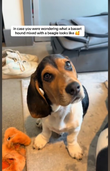 More Than Just a Snack: This “Bagel” Dog is The Cutest Mix You’ve Ever Seen!