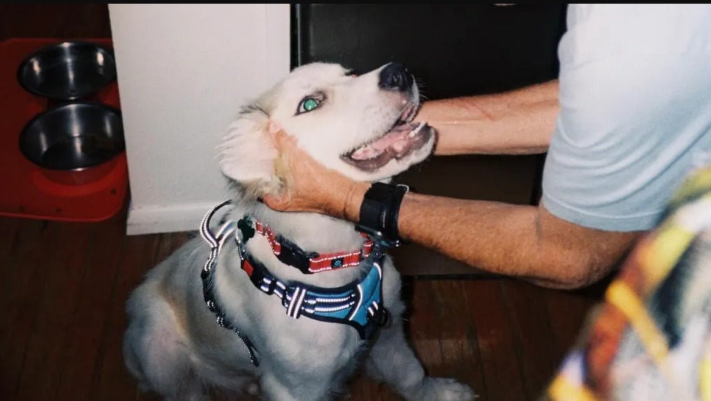 A New “Little Bear” Emerges: The Heartwarming Tale of Diego, the Restaurant’s New Canine Star!