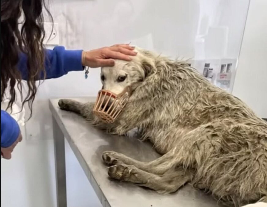 He Was Crying So Loud, They Couldn’t Ignore Him… What They Found Left Them Speechless