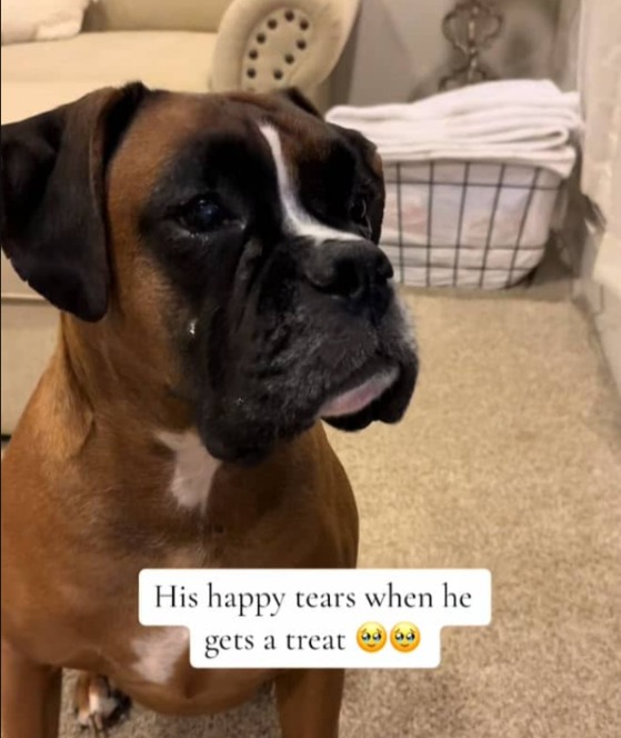 Beyond Puppy Dog Eyes: How a Unique Condition Made This Boxer an Internet Sensation!