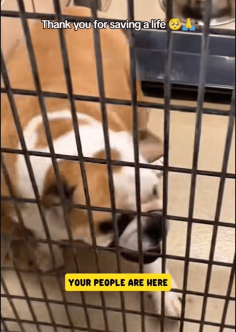 “You’re Going Home!”: The Viral Moment That Proves Adoption Changes Everything